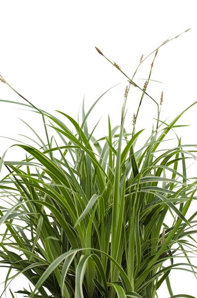 Weißrandige Segge – Carex morrowii 'Icedance' – Immergrünes Ziergras – Winterhart & pflegeleicht – Ø14cm – Ca. 30cm hoch – Plant