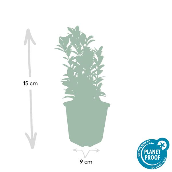 Japanischer Spindelstrauch Euonymus japonicus 'Green Spire' – 60 Pflanzen – ↕10-25cm – Ø9cm – Immergrüner Heckenstrauch & Solitärpflanze – Pflegeleicht & schnittverträglich – Sonne & Schatten – Plant