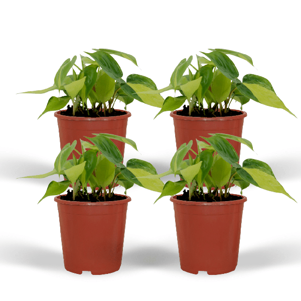 Baumfreund – Philodendron scandens Brasil – 4 Pflanzen – Ø12cm – Höhe ca. 15cm – Pflegeleichte Zimmerpflanzen – Rank – Plant