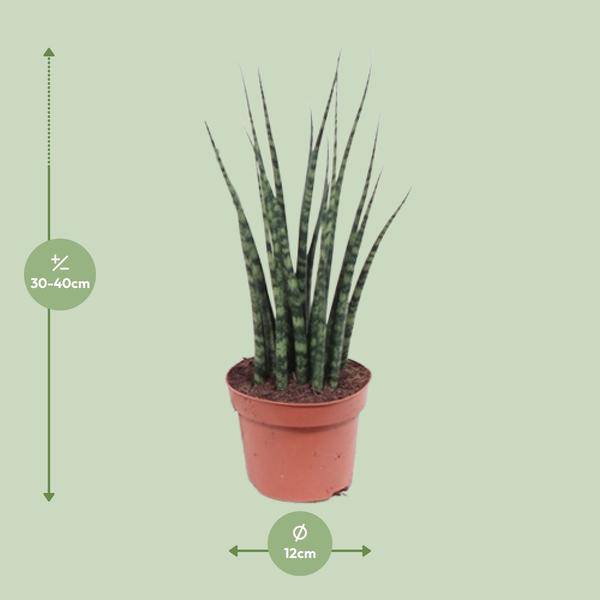 Bogenhanf – Sansevieria Fernwood Mikado – Zimmerpflanze – Ø12cm – ↕40cm – Schwiegermutterzunge – pflegeleicht & luftreinigend