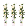 Weiße Kletterrose Rosa Crazy in Love 'Vanilla' Zimmerpflanze Ø15cm ↕65cm – pflegeleichte Grünpflanze für Wohnzimmer, Büro & helle Standorte – Plant