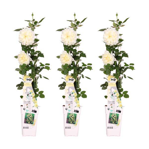 Weiße Kletterrose Rosa Crazy in Love 'Vanilla' Zimmerpflanze Ø15cm ↕65cm – pflegeleichte Grünpflanze für Wohnzimmer, Büro & helle Standorte – Plant
