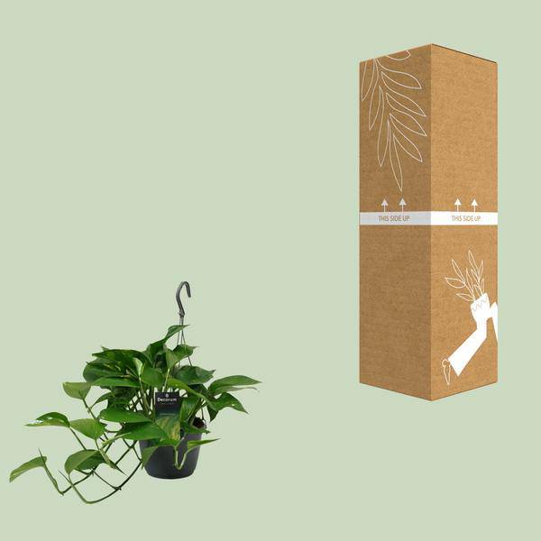 Efeutute Scindapsus Epipremnum – Ø15cm – ↕45cm – Pflegeleichte Rankpflanze & luftreinigende Zimmerpflanze – Plant