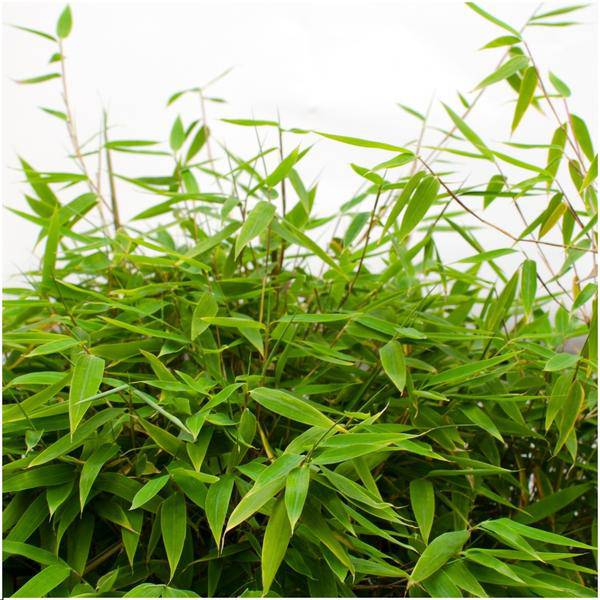 Fargesia murieliae Moontears Boobux – Bambus – immergrün & winterhart – nicht invasiv – Ø29cm – ↕70cm Höhe – ideal für Garten, Terrasse & Hecken – Plant