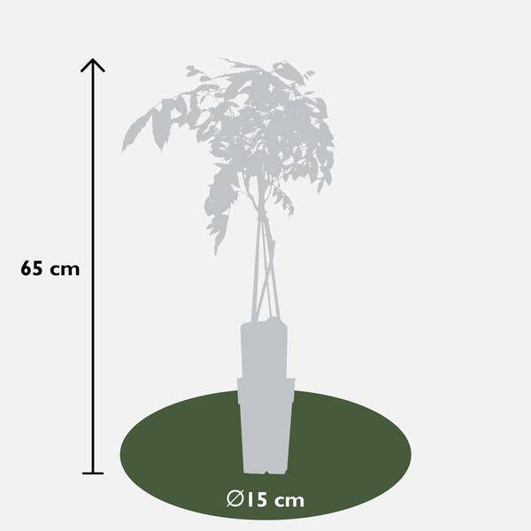 Chinesischer Blauregen – Wisteria sinensis ‘Prolific’ – Glyzinie – Ø15cm – ca. 65cm hoch – lila Blütentrauben – Plant