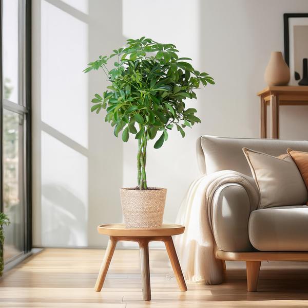 Schefflera Arboricola Nora – Birkenfeige – Zimmerpflanze + Blumentopf Sofia Natur – ↕70cm – Ø21cm – Handförmige Blätter – Pflegeleicht & dekorativ – Plant