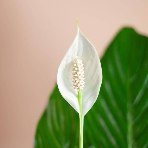 Spathiphyllum Sweet Lauretta – Scheidenblatt – Zimmerpflanze inkl. Übertopf – ↕80cm – Ø21cm – Friedenslilie mit eleganten weißen Blüten – Plant