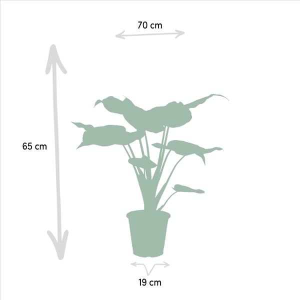 Alocasia Set Zebrina Ø19cm ↕75cm + Cucullata Ø19cm ↕60cm + Lauterbachiana Ø19cm ↕75cm – Tropische Zimmerpflanzen im 3er Set – Plant