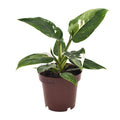 Philodendron White Princess Zimmerpflanze Ø12cm ↕25cm – pflegeleichte Grünpflanze für Wohnzimmer, Büro & helle Standorte kaufen – Plant
