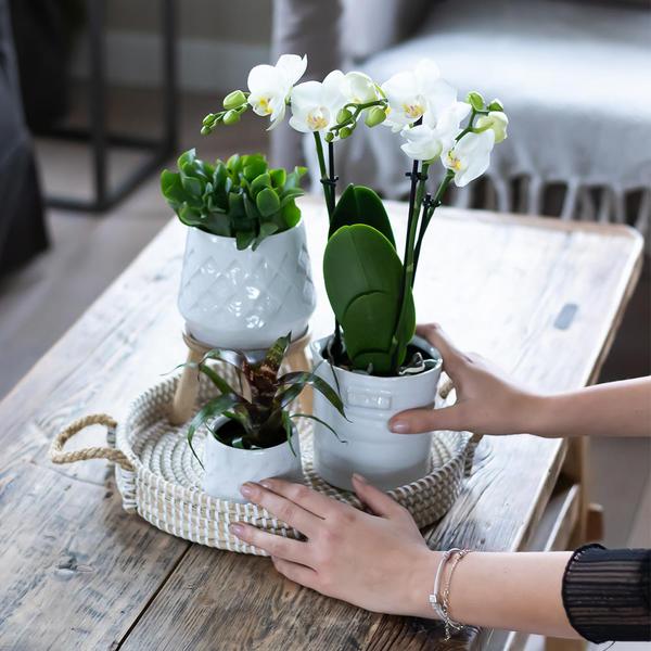 Weißes Geflochtenes Tablett Ø30cm – Handgewebtes Deko – Tablett – Pflanzentablett & Wohnaccessoire – Plant