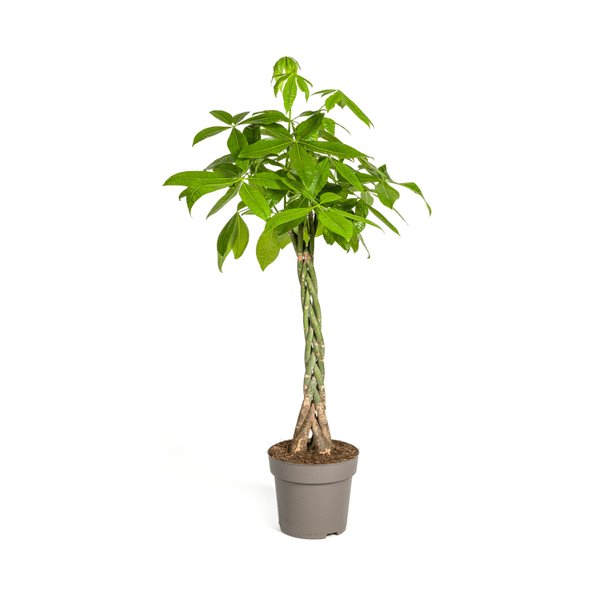Glückskastanie – Pachira Aquatica – Zimmerpflanze – Ø27cm – Höhe 140-150cm – Geflochtener Stamm & glänzende Blätter – Exotisch & pflegeleicht – Plant