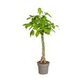 Glückskastanie – Pachira Aquatica – Zimmerpflanze – Ø27cm – Höhe 140-150cm – Geflochtener Stamm & glänzende Blätter – Exotisch & pflegeleicht – Plant