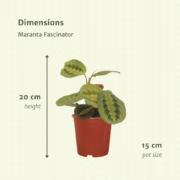 Pfeilwurz – Maranta Fascinator – Gebetspflanze – Ø12cm – ca. 20cm hoch – 2 Pflanzen – exotische Zimmerpflanze mit dekorativen Blättern – Plant