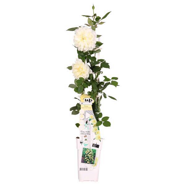 Rose Crazy in Love Vanilla Cremefarbene Kletterrose Ø15cm ↕65cm – hochwertiges Produkt für Pflanzen, Garten, Zuhause, Dekoration – Plant