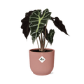 Elefantenohr Alocasia Polly Zimmerpflanze Ø14cm – pflegeleichte Grünpflanze für Wohnzimmer, Büro & helle Standorte kaufen – Plant