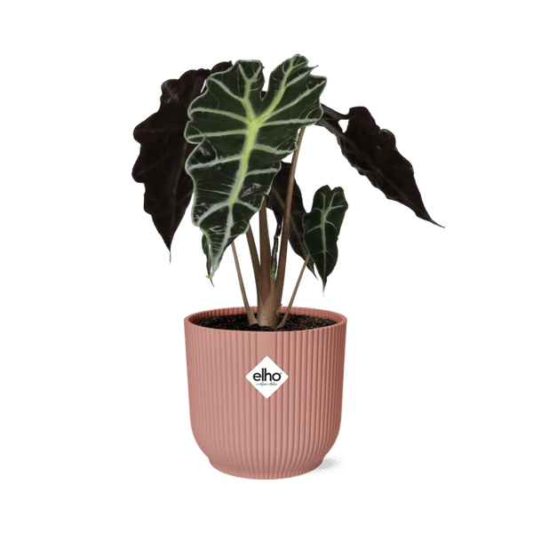 Elefantenohr Alocasia Polly Zimmerpflanze Ø14cm – pflegeleichte Grünpflanze für Wohnzimmer, Büro & helle Standorte kaufen – Plant