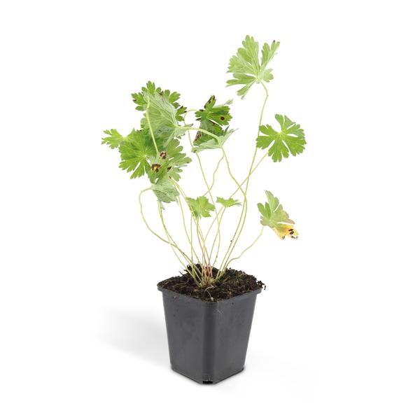Geranium Rozanne – Storchschnabel – Ø9cm – ↕10-25cm – Lila Blüten, Bodendecker – Plant