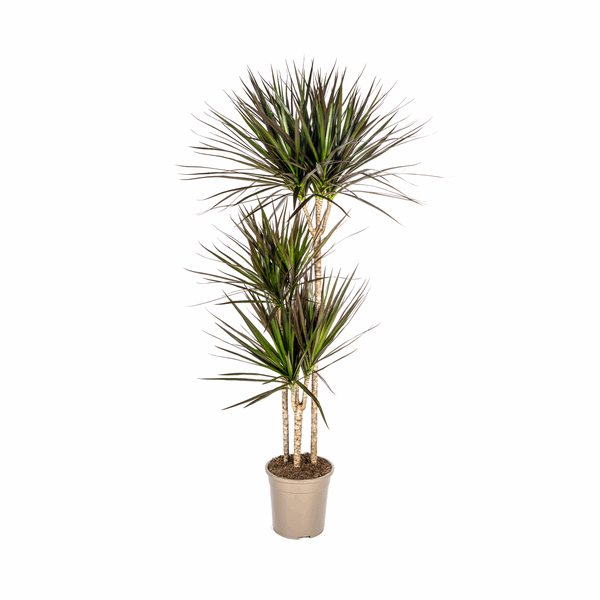 Dracaena Marginata Magenta – Drachenbaum – Zimmerpflanze Ø24cm ↕130-150cm – Dunkelgrüne Blätter mit Rotrand – Pflegeleicht – Plant