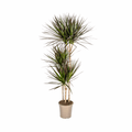 Dracaena Marginata Magenta – Drachenbaum – Zimmerpflanze Ø24cm ↕130-150cm – Dunkelgrüne Blätter mit Rotrand – Pflegeleicht – Plant