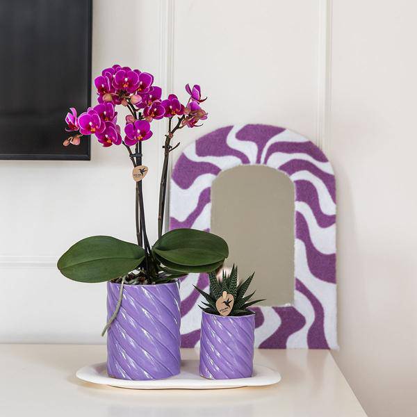 Phalaenopsis Orchidee Orange + grüne Pflanze im Geschenkset – Candy Zierpflanzentöpfe auf weißem Tablett – Zimmerpflanzen – Fröhlich & modern – Plant