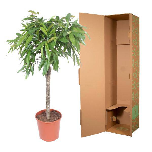 Schmalblättriger Gummibaum Ficus binnendijkii Amstel King Zimmerpflanze Ø30cm ↕140cm – pflegeleichte Grünpflanze für Wohnzimmer, Büro – Plant
