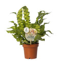 Nestfarn – Asplenium nidus 'Crispy Wave' – Ø12cm – 25cm hoch – Luftreinigende Zimmerpflanze – Pflegeleicht & dekorativ – Für Bad, Büro & Wohnzimmer – Plant