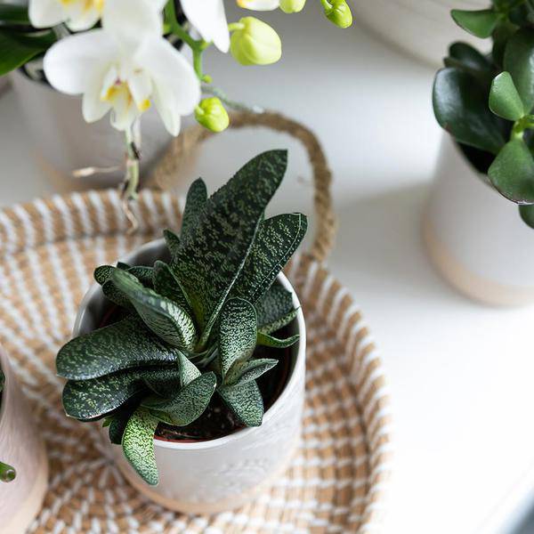 Weißes Geflochtenes Tablett Ø30cm – Handgewebtes Deko – Tablett – Pflanzentablett & Wohnaccessoire – Plant