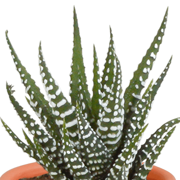 Kakteen und Sukkulenten Mix – 15 Pflanzen – Ø5,5cm Zimmerpflanzen – Verschiedene Arten wie Cereus, Echeveria, Haworthia & Crassula – Plant