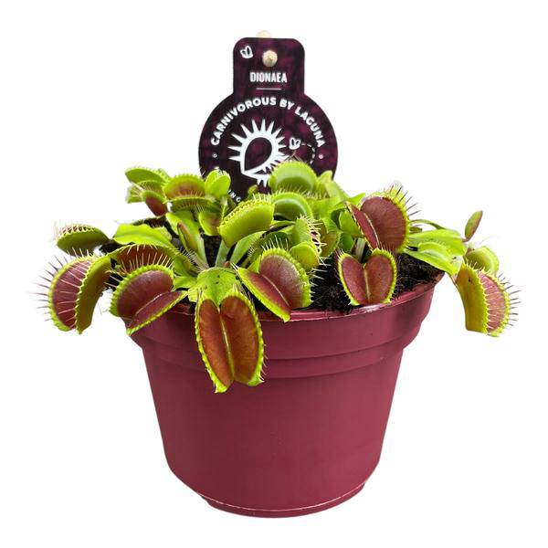 Venusfliegenfalle – Dionaea Muscipula – Fleischfressende Pflanze – Ø12cm – ↕12cm – Exotische Zimmerpflanze mit Fangblättern – Plant