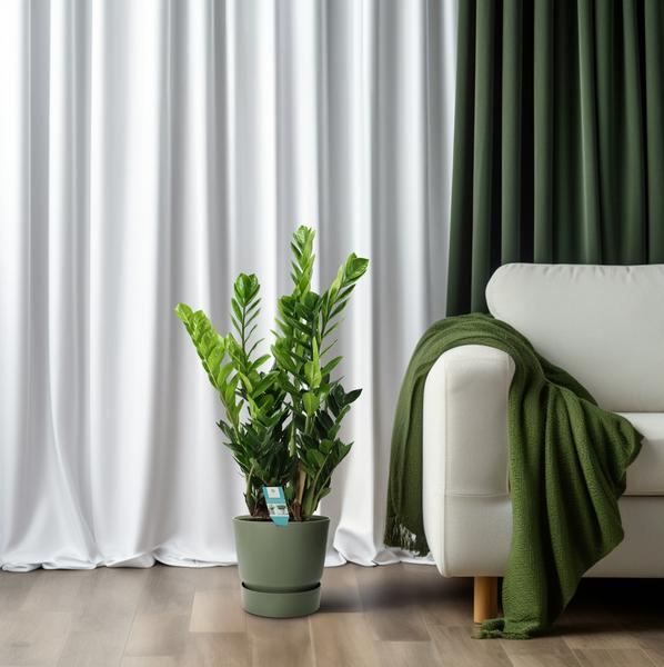Glücksfeder Zamioculcas – Zimmerpflanze – Ø21cm – ca. 75cm hoch – Luftreinigend & pflegeleicht – Für halbschattige Innenbereiche – Plant