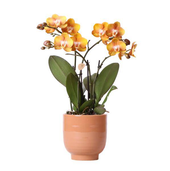 Phalaenopsis Orchidee Las Vegas Orange Zimmerpflanze Ø12cm mit dekorativem Übertopf – blühende Orchidee für Wohnzimmer, Büro & helle Standorte – Plant