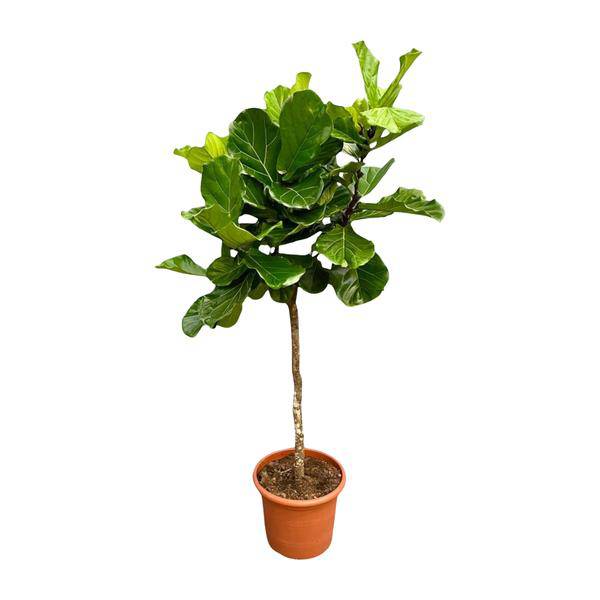 Geigen – Feige – Ficus Lyrata – Zimmerpflanze 210cm – Ø40cm – XXL – Designpflanze mit großen geigenförmigen Blättern – Pflegeleicht – Plant