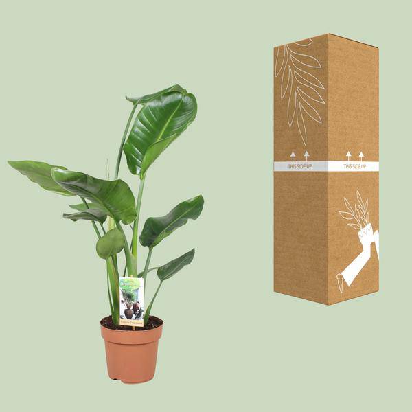 Baum – Strelitzie – Strelitzia Nicolai – Riesenweiße Paradiesvogelblume – tropische Zimmerpflanze – pflegeleicht & dekorativ – Ø17cm – ca. 60cm hoch – Plant