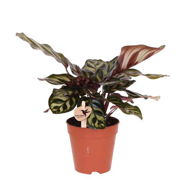 Calathea Makoyana – Pfauen – Korbmaranthe – Zimmerpflanze – Ø9cm – Exotische, kompakte Grünpflanze mit dekorativen Blättern – Plant