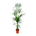 Kentia-Palme – Howea forsteriana – 180 cm hoch – Ø24 cm – Elegante Zimmerpalme – Luftreinigend & pflegeleicht – Für Wohnzimmer, Büro & Wintergarten – Plant