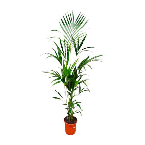 Kentia-Palme – Howea forsteriana – 180 cm hoch – Ø24 cm – Elegante Zimmerpalme – Luftreinigend & pflegeleicht – Für Wohnzimmer, Büro & Wintergarten – Plant