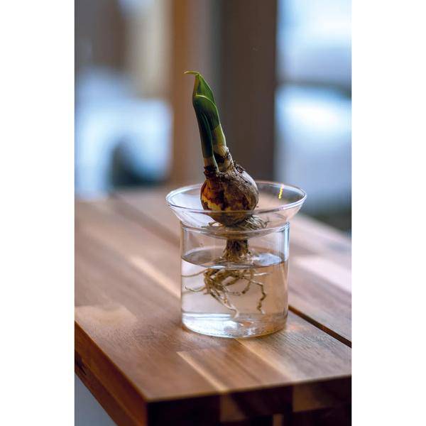 Vermehrungsvase S Zimmerpflanze Ø9cm ↕8cm – pflegeleichte Grünpflanze für Wohnzimmer, Büro & helle Standorte kaufen – Plant