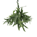 Geweihfarn Zimmerpflanze Ø21cm ↕50cm – pflegeleichte Grünpflanze für Wohnzimmer, Büro & helle Standorte kaufen – Plant