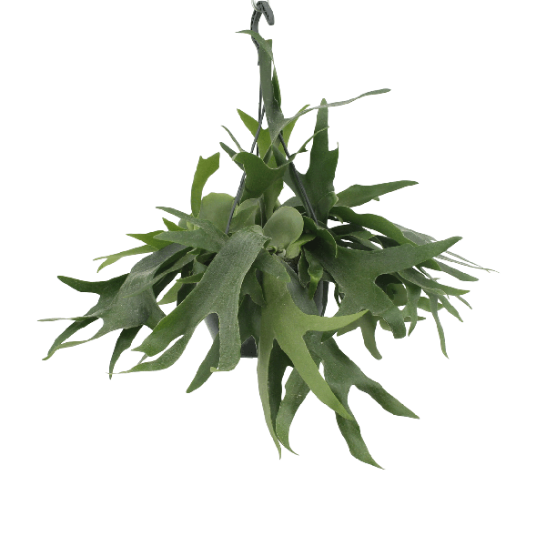 Geweihfarn Zimmerpflanze Ø21cm ↕50cm – pflegeleichte Grünpflanze für Wohnzimmer, Büro & helle Standorte kaufen – Plant