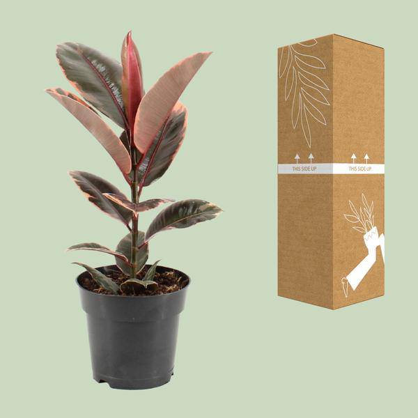 Gummibaum – Ficus Elastica Belize – Ø17cm – ↕55cm – Elegante Zimmerpflanze mit dekorativem Blattwerk – Pflegeleicht & luftreinigend – Plant