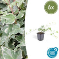 Hedera helix 'Glacier' – Weißgrüner Efeu – Ø9cm – ↕10-25cm – Bodendecker & pflegeleicht – schnellwachsend – Plant