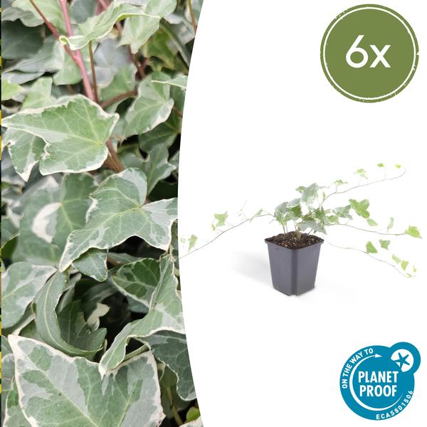 Hedera helix 'Glacier' – Weißgrüner Efeu – Ø9cm – ↕10-25cm – Bodendecker & pflegeleicht – schnellwachsend – Plant