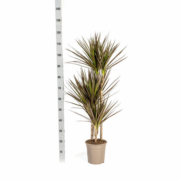 Dracaena Marginata Magenta – Drachenbaum – Zimmerpflanze Ø21cm ↕110-130cm – Schlank & Exotisch – Plant
