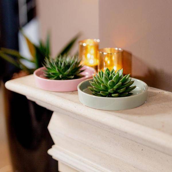 Sukkulente – Echeveria pulidonis Rootless – Ø20cm Schale Weiß – Zimmerpflanze ohne Wurzeln – Pflegeleichte Schnitt – Plant