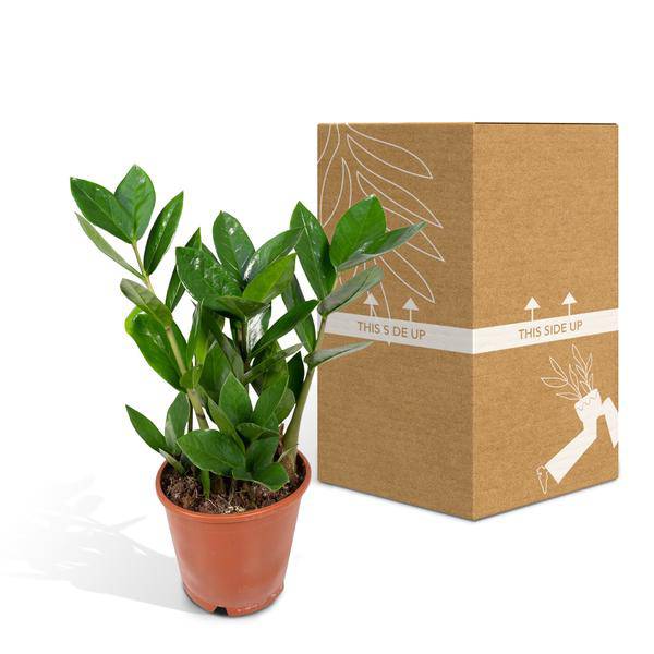 Glücksfeder Zamioculcas – Pflegeleichte Zimmerpflanze – Höhe ca. 35cm – Ø12cm – Immergrün & robust – Für Büro & Wohnung – Plant