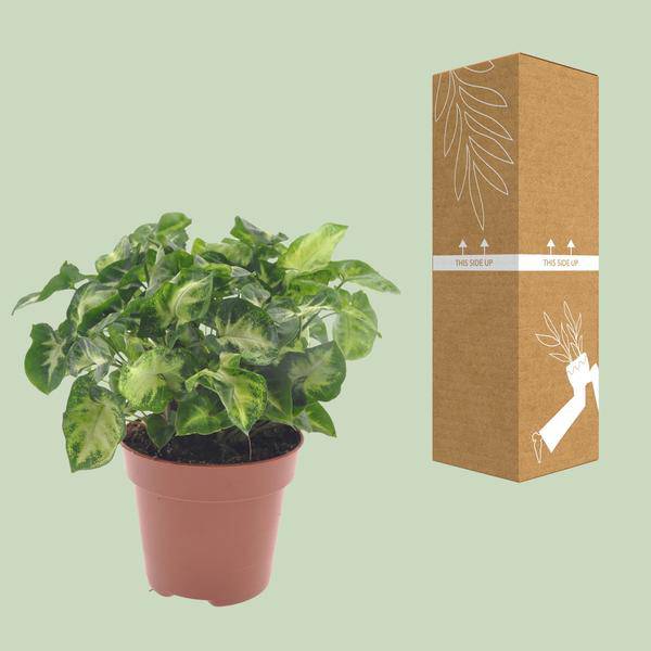 Purpurtute Syngonium Pixie Zimmerpflanze Ø12cm ↕20cm – pflegeleichte Grünpflanze für Wohnzimmer, Büro & helle Standorte kaufen – Plant