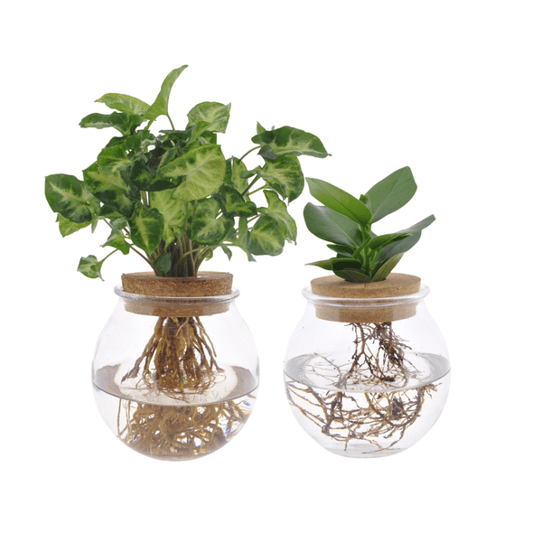 Clusia & Syngonium Pflanzenset im Kugelglas – Hydroponie Zimmerpflanzen – 2 Pflanzen – Ø12cm – Höhe ca. 30cm – Plant