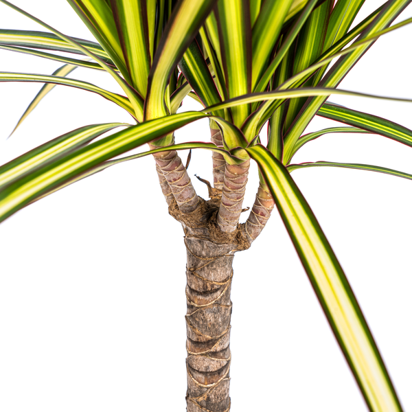 Dracaena Marginata Sunray – Drachenbaum – Zimmerpflanze – Ø17cm – ↕60-80cm – Grüne & gelbe Blätter, pflegeleicht – Plant