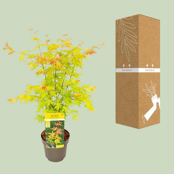 Fächer – Ahorn – Acer palmatum 'Orange Dream' – Ø19cm – ↕50cm – Japanischer Ahorn – Winterharte Zierpflanze für Garten & Terrasse – Plant