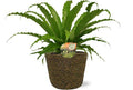 Asplenium Osaka Nestfarn – Ø17cm – ca. 40cm hoch – Inklusive Topf Selin Schwarz Ø18x16cm – Stilvolle Zimmerpflanze für Wohnzimmer & Büro – Plant